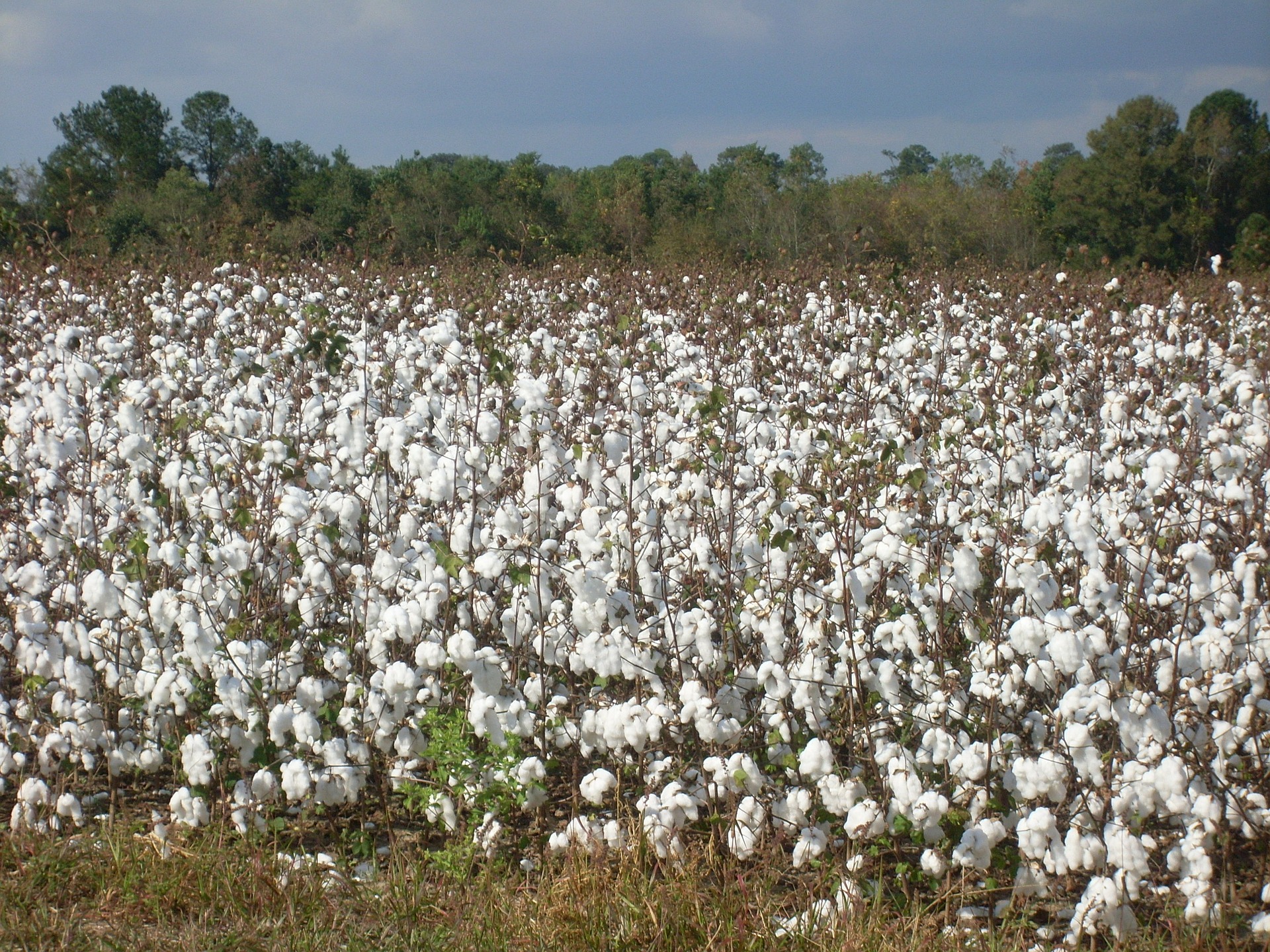 organic cotton pic.jpg